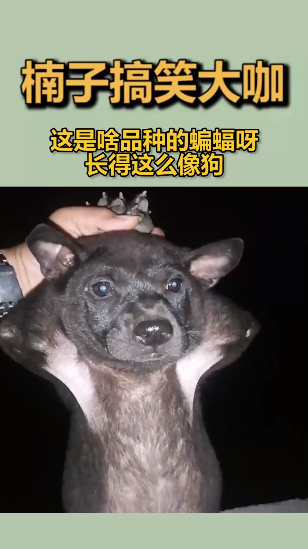 蝙蝠的身子狗头图片