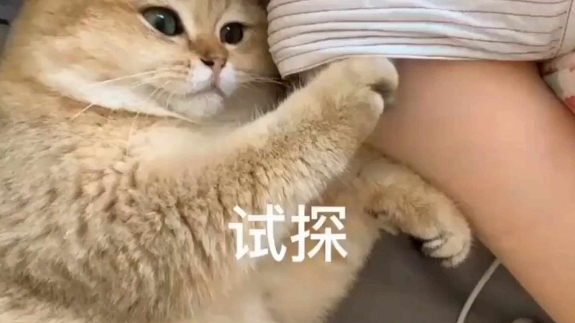 像极了惹女朋友后的样子,小心翼翼不断试探,这猫反应太可爱了