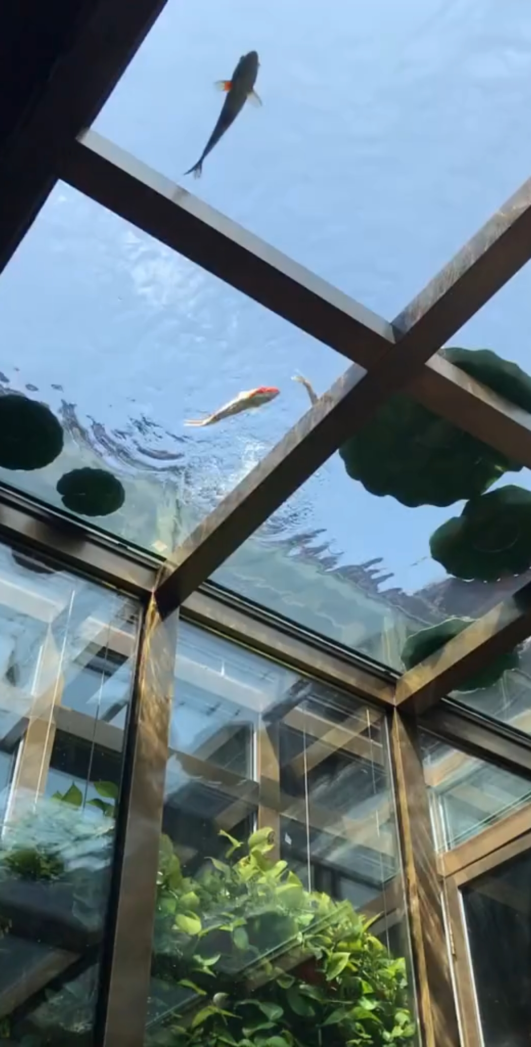 屋顶养鱼的阳光房!