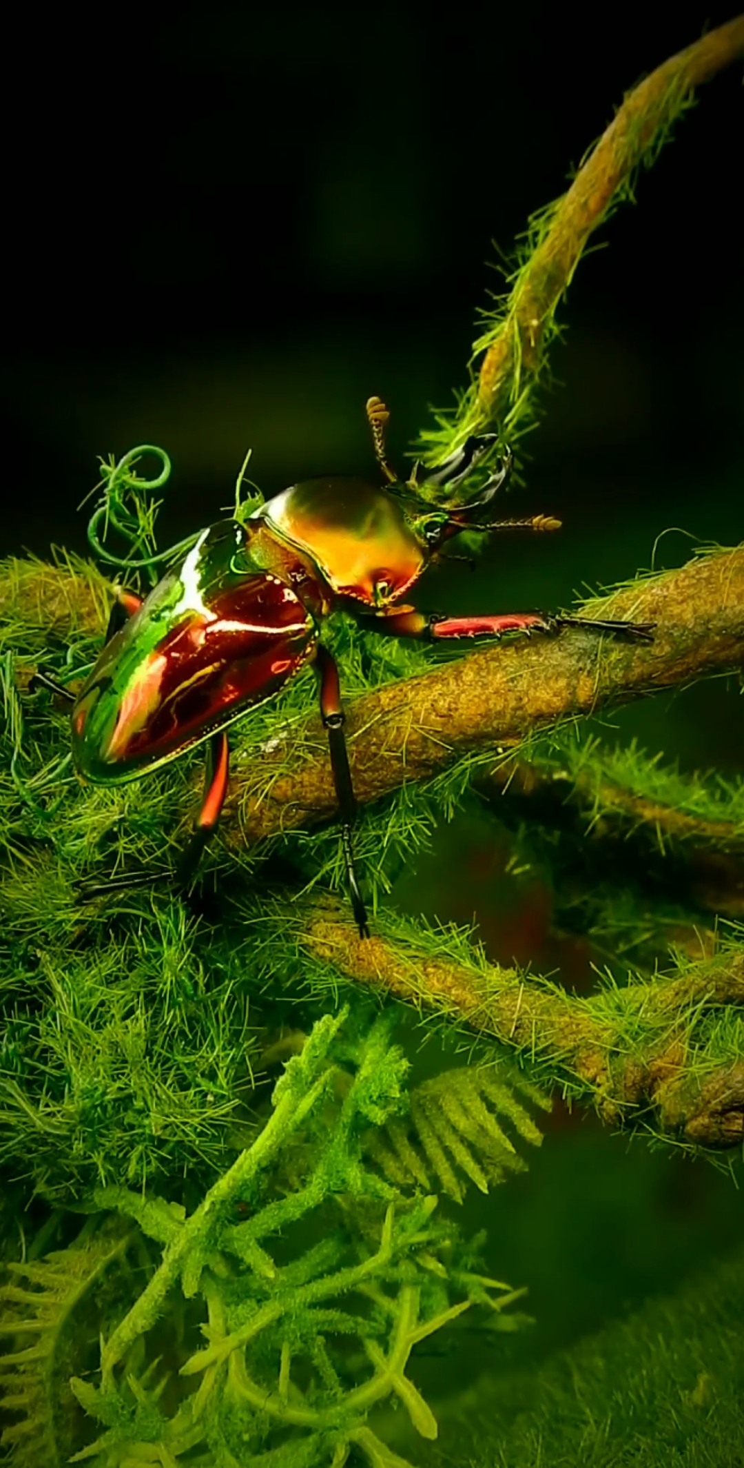 世界上最美的昆虫图片图片