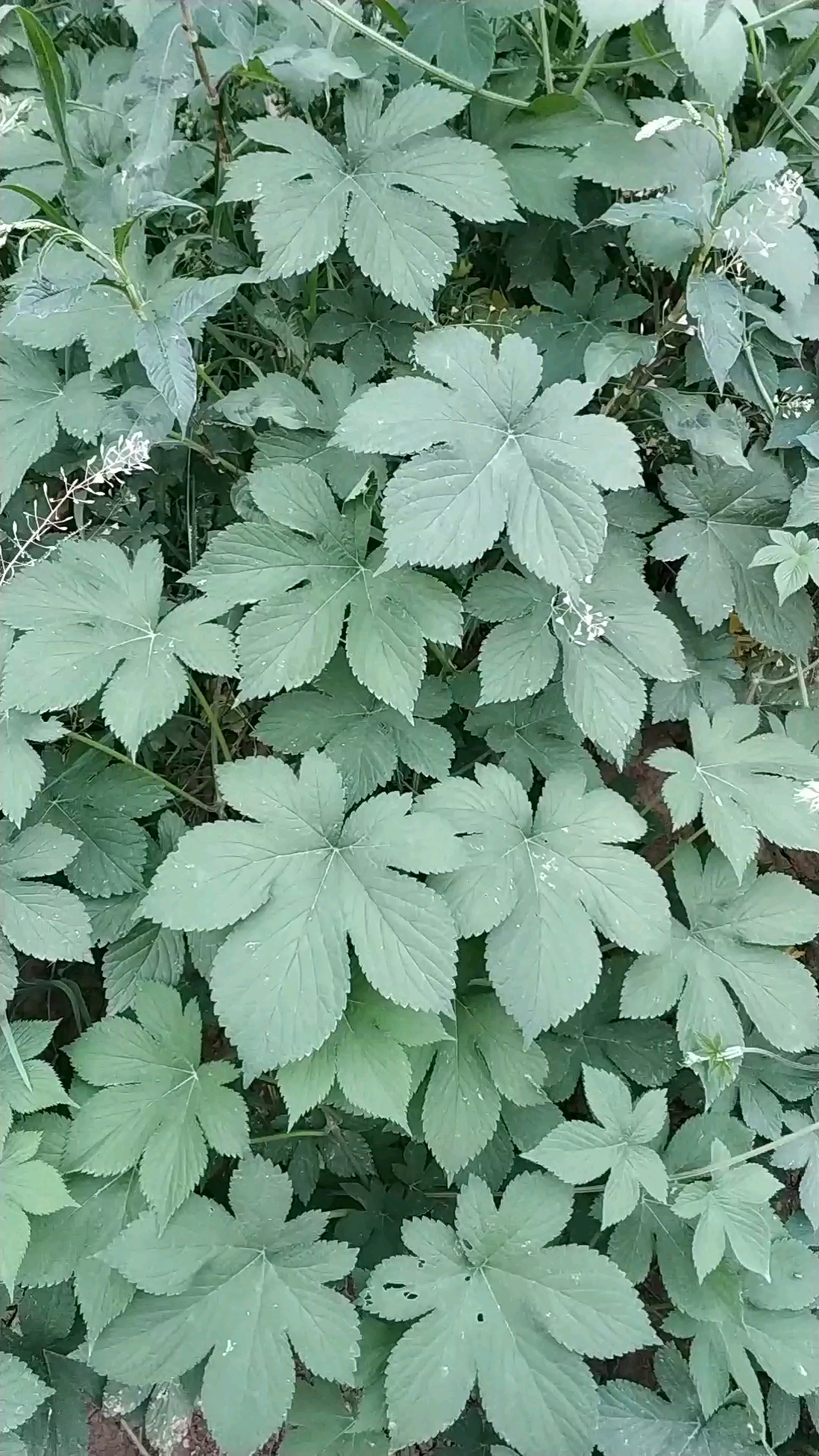 七叶野生绞股蓝