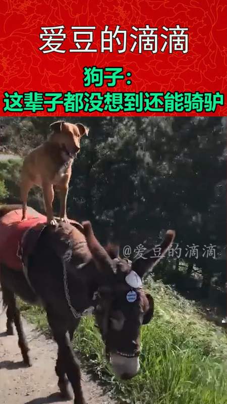 我要上热门#狗子:这辈子都没想到还能骑靠