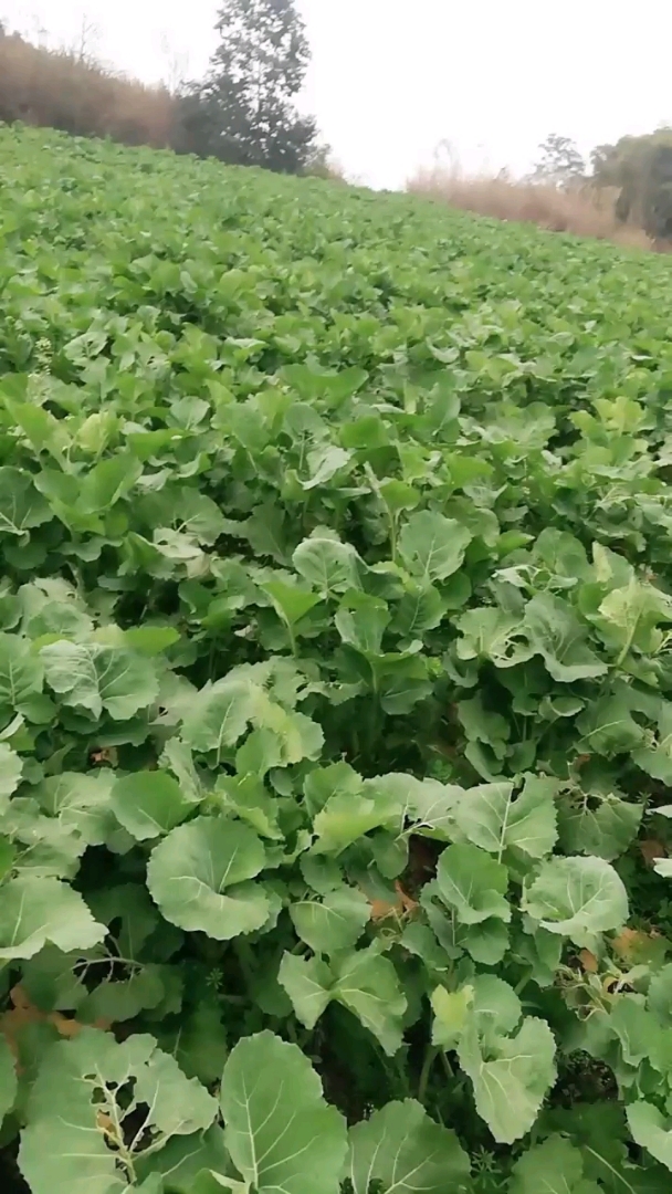 家乡的油菜苗,山山水水更美