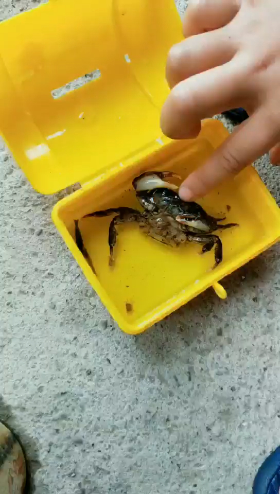 生小螃蟹啦