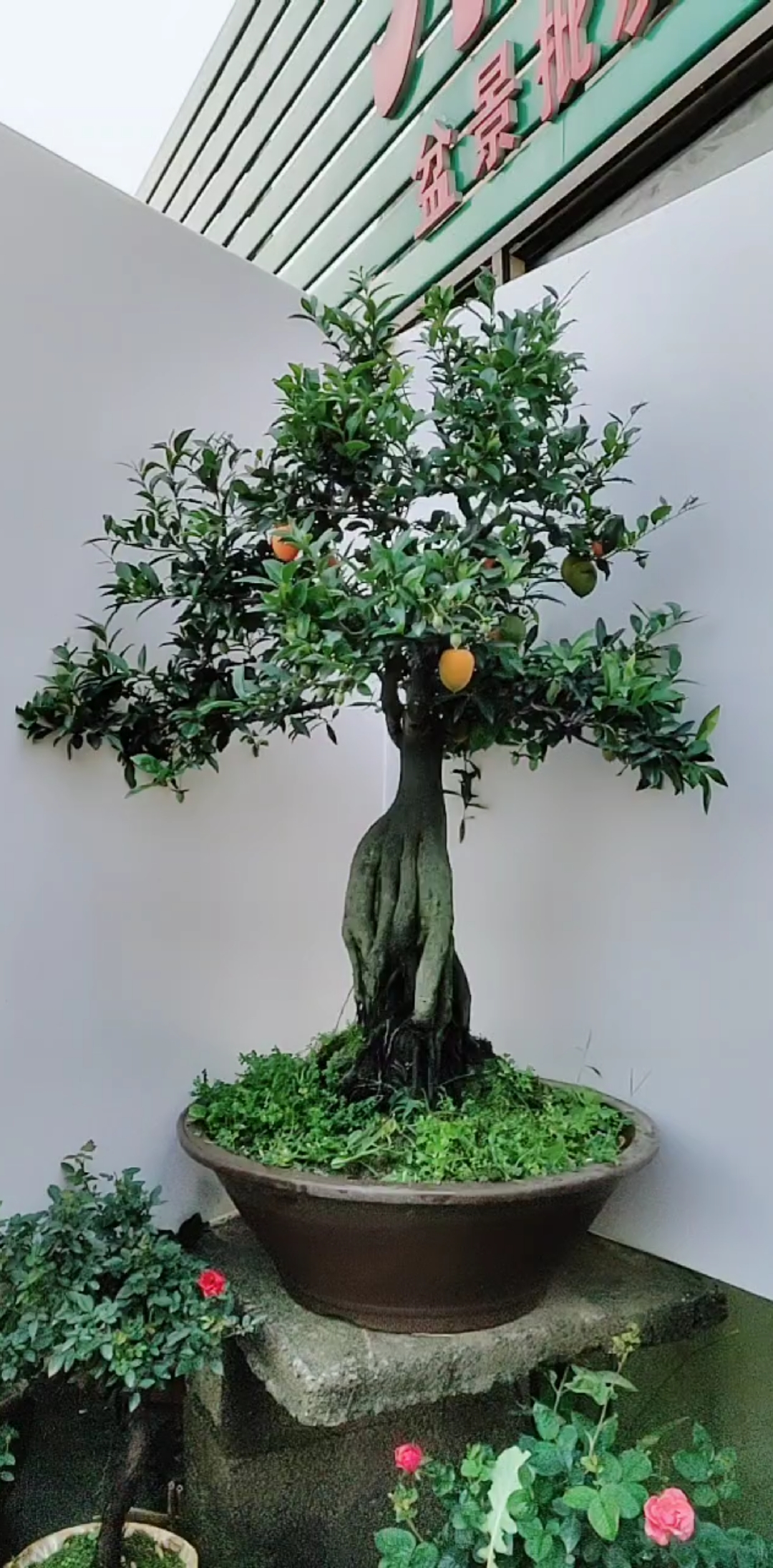 四季果金弹子盆景