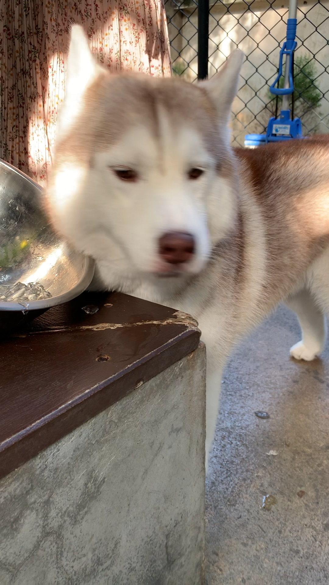 带上全民去旅行#曼谷哈士奇餐厅 网红餐厅 库存