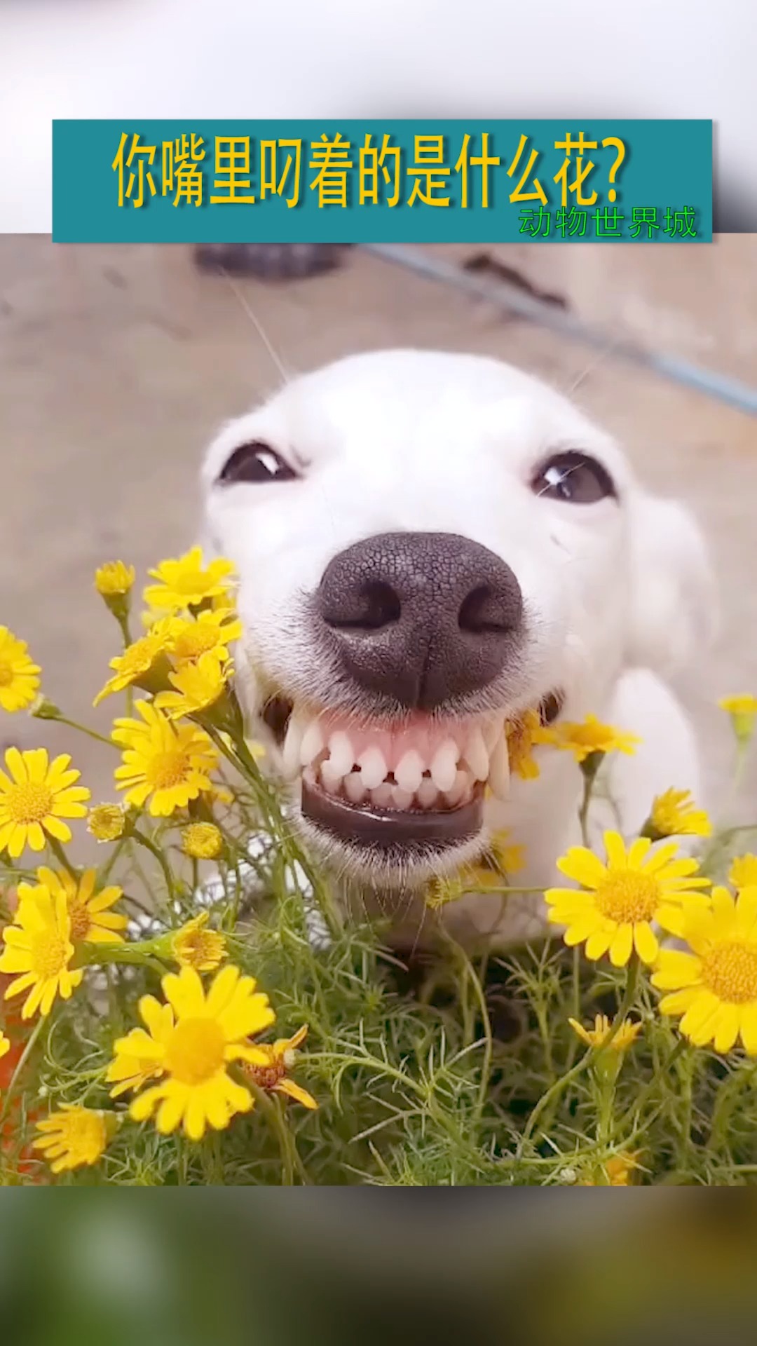 你嘴里叼着的是什么花?旺笑开花