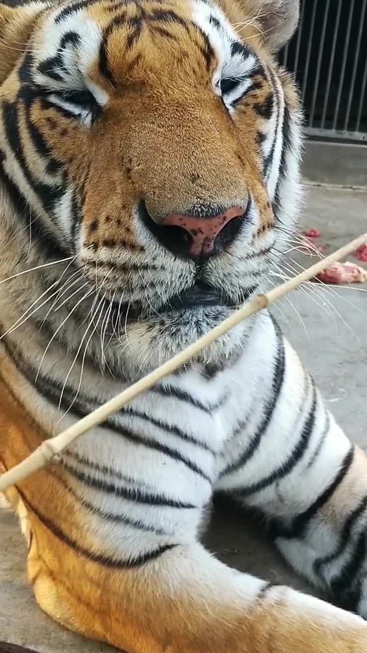 再凶猛的老虎离了山也不行!