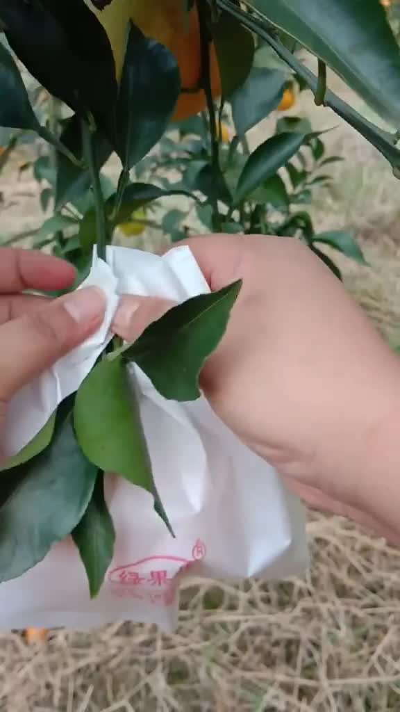 耙耙柑套袋中