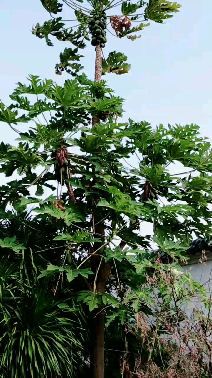 好大的木瓜树,连分枝都长满了木瓜