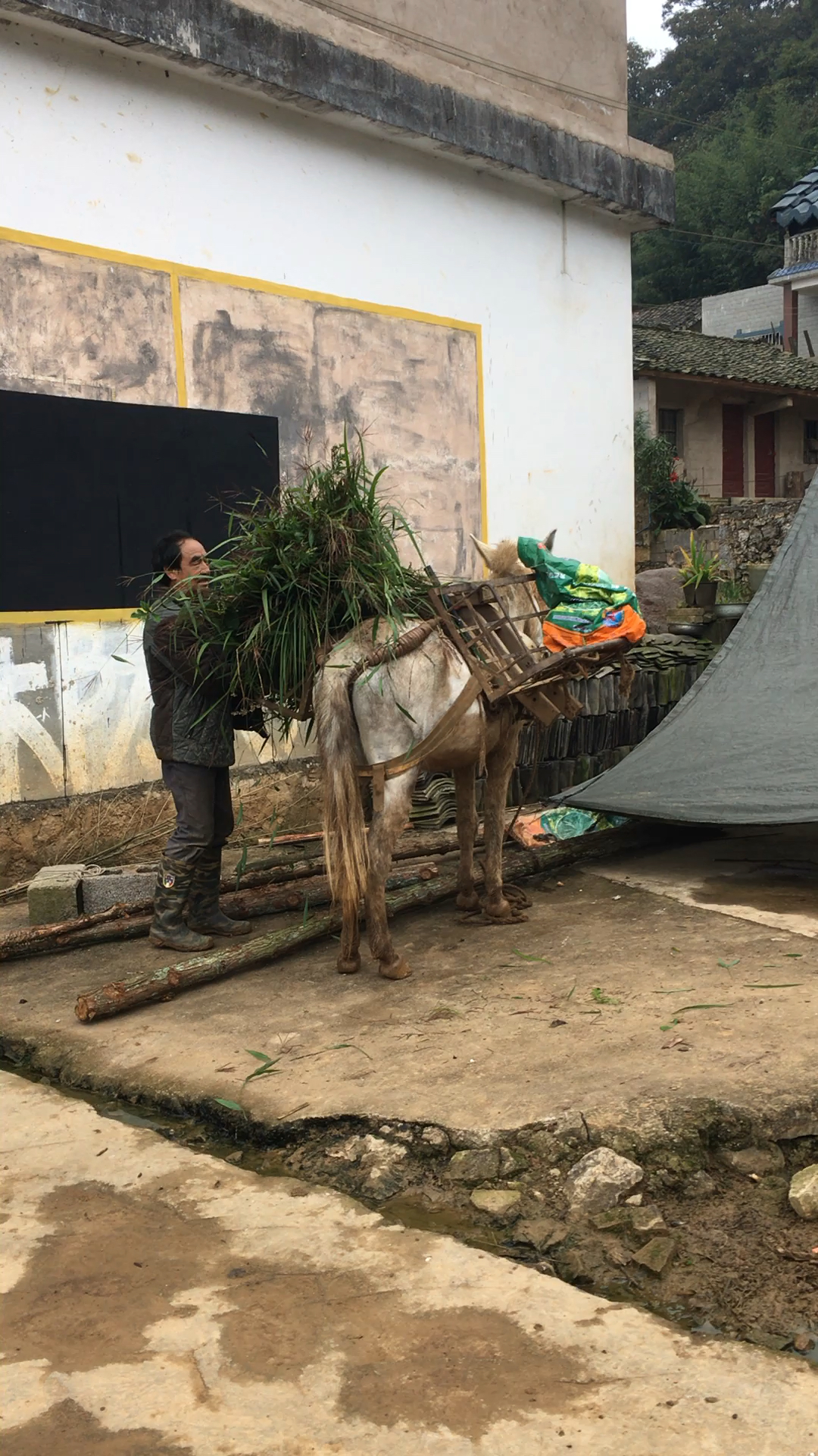 2018-10-26割马草的老实人