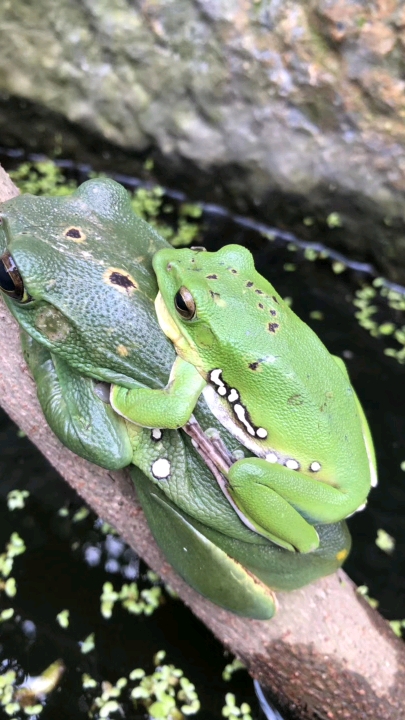 这是我们南方的癞蛤蟆