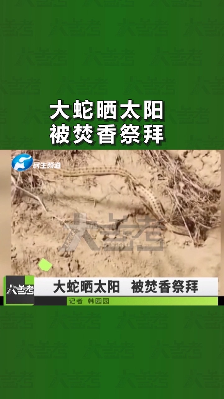 坟头一条大蛇晒太阳,引来村民围观,甚至还有人祭拜