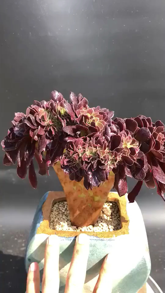 我的私藏景点#欧紫法师