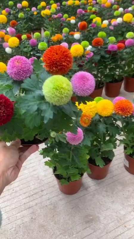 多色乒乓菊美不胜收懂得自然懂养花花卉花卉绿植