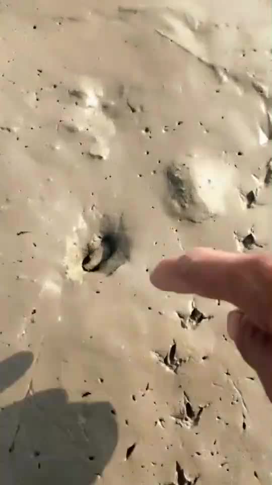 甲鱼的脚印像一条路,放他马上就有甲鱼路