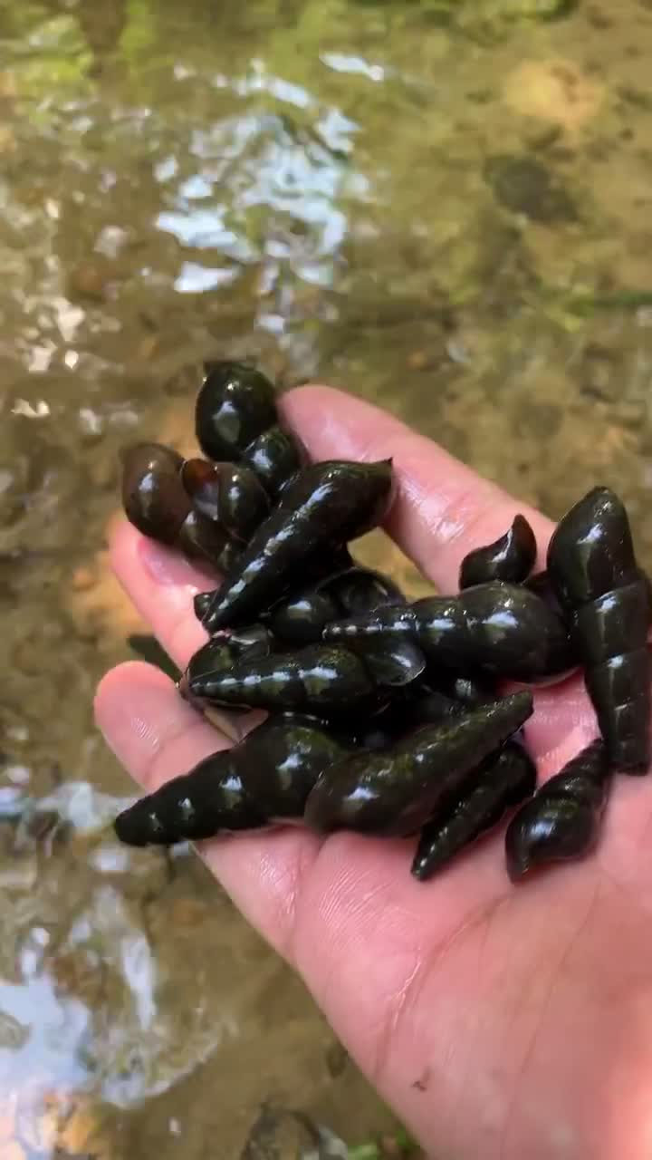 野味,这螺你们叫什么,是我吃过最好吃的一种山坑螺