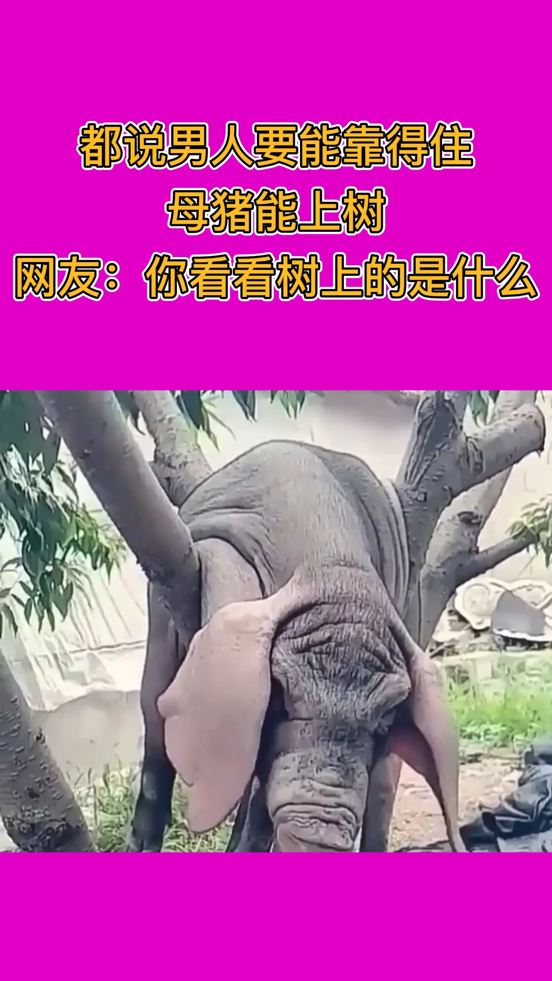 我要上热门#都说男人要能靠得住,母猪能上树.网友:你