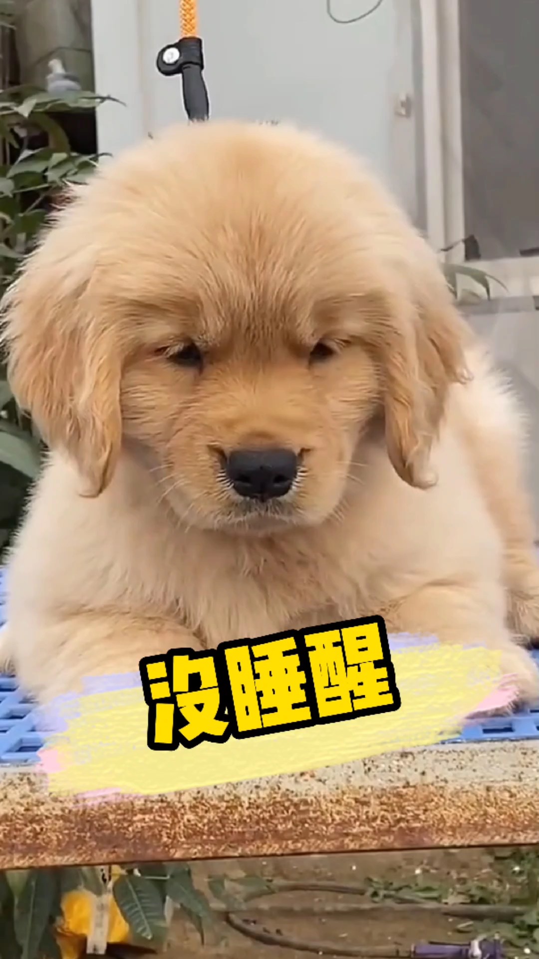 我家萌宠成精了#这只小金毛没睡醒,把它抱回家吧