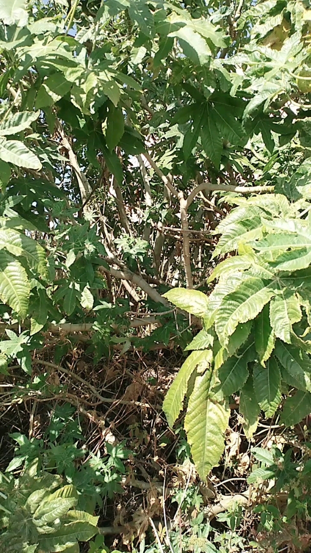 蓖麻子,勿食,易中毒