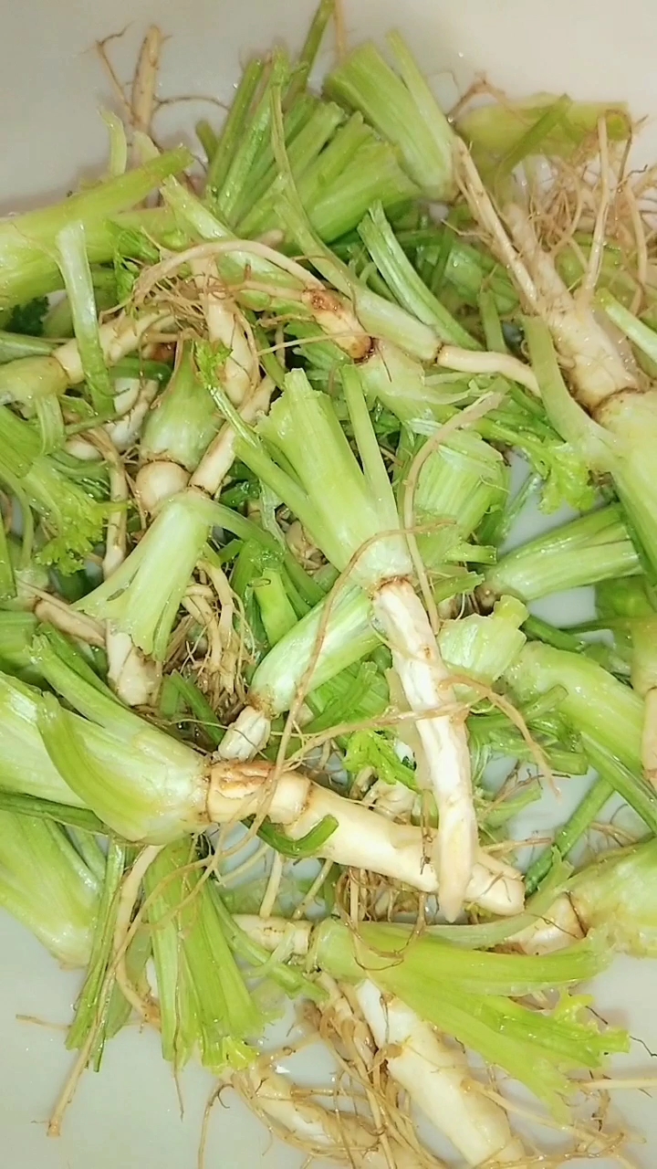 香菜根味道好,很多人不知道,清淡爽口简单易学