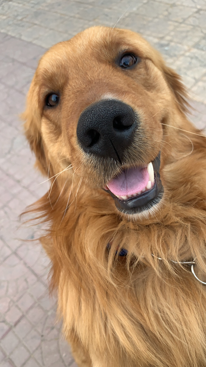 狗子的眼里只有你,好好珍惜毛孩子!