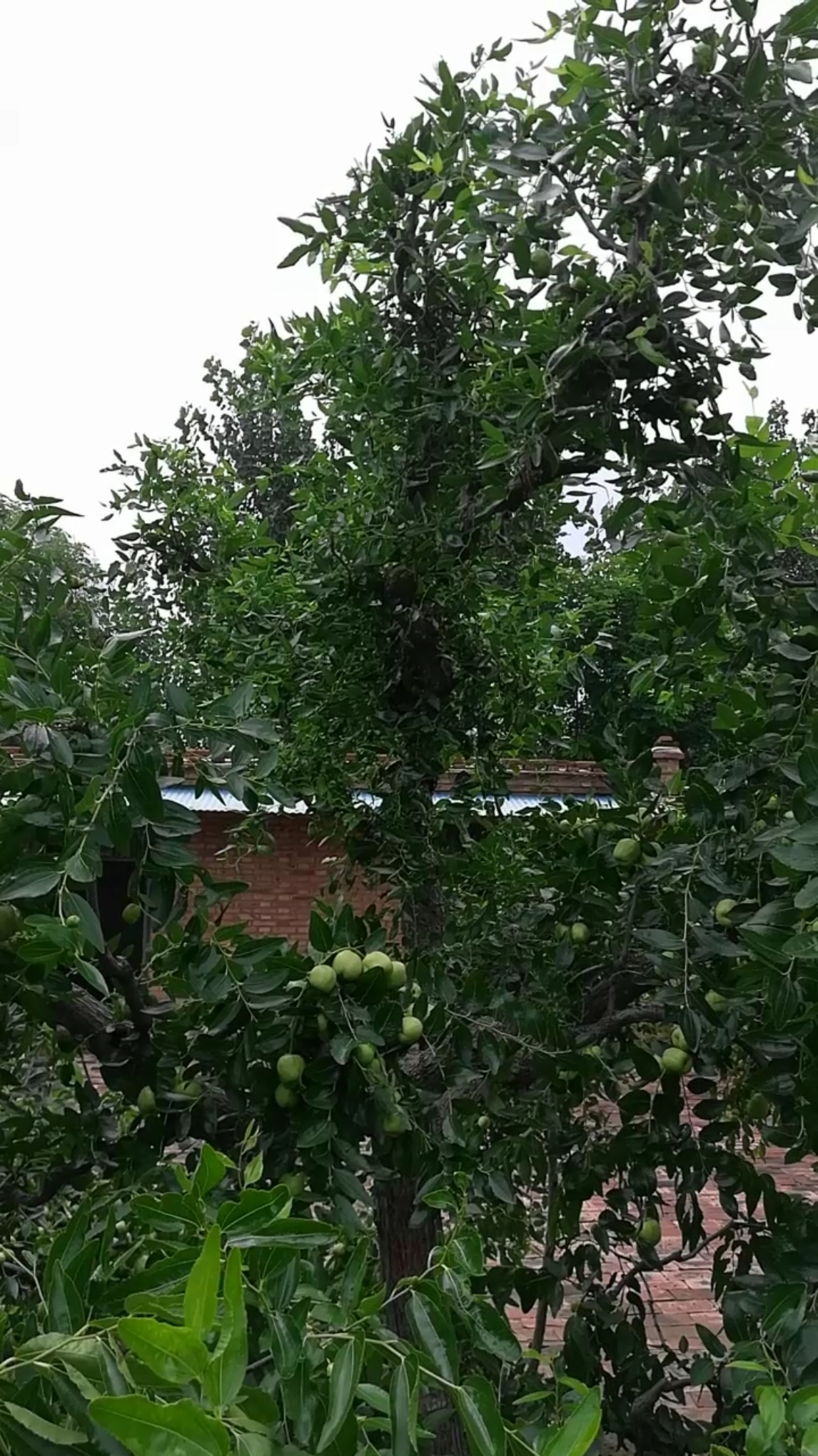 东部新疆河田枣宁夏长枣高硒枣枕头枣大王枣密王枣