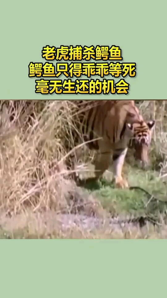 老虎捕杀鳄鱼,鳄鱼只得乖乖等死了