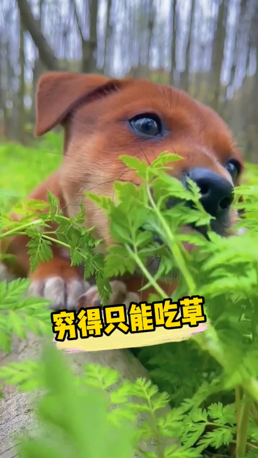 我家萌宠成精了#穷的只能吃草的狗狗