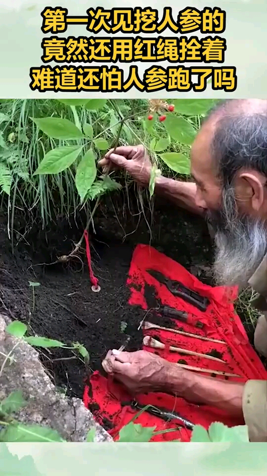 第一次见挖人参的,竟然还用红绳拴着,难道还怕人参跑了吗
