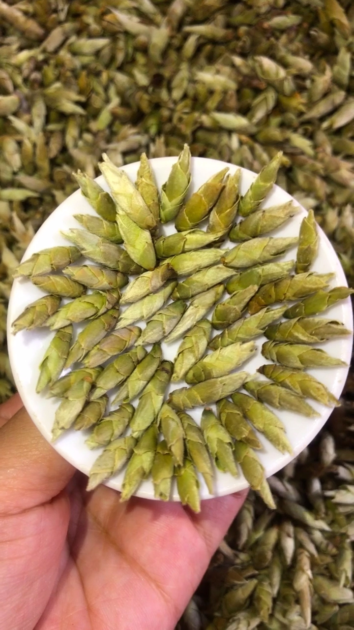 千年老妖:软化血管降血压法宝野生茶普洱甜芽苞生长于滇西北海拔1500