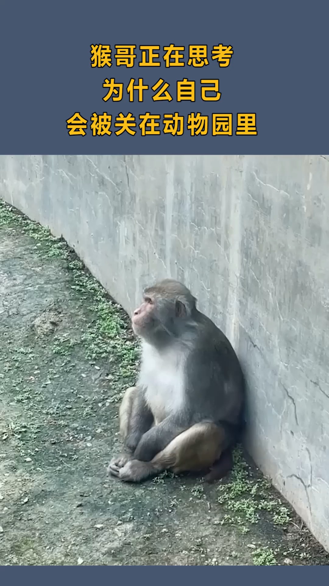 我要上熱門#猴哥也想不明白,自己為啥被關在動物