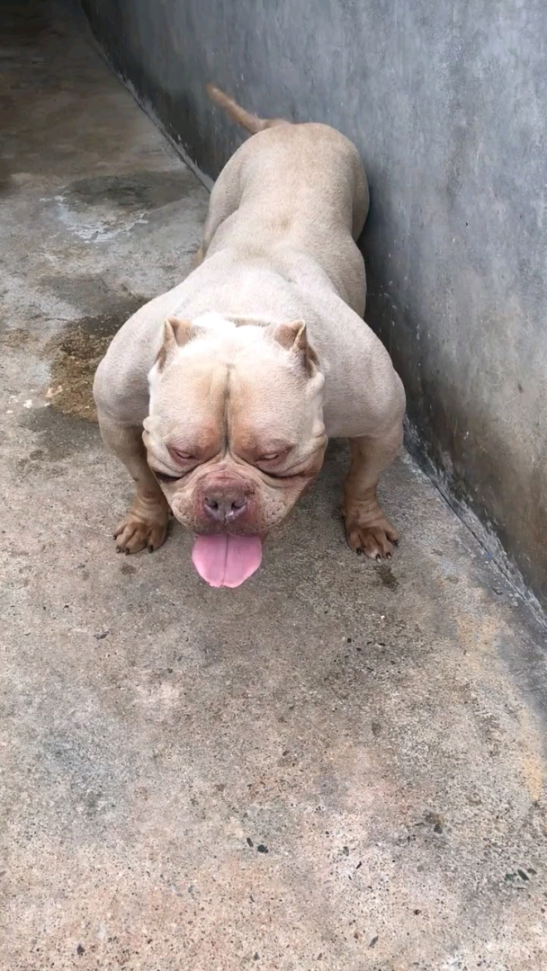 作为一个健身狗,身材是不是还可以?