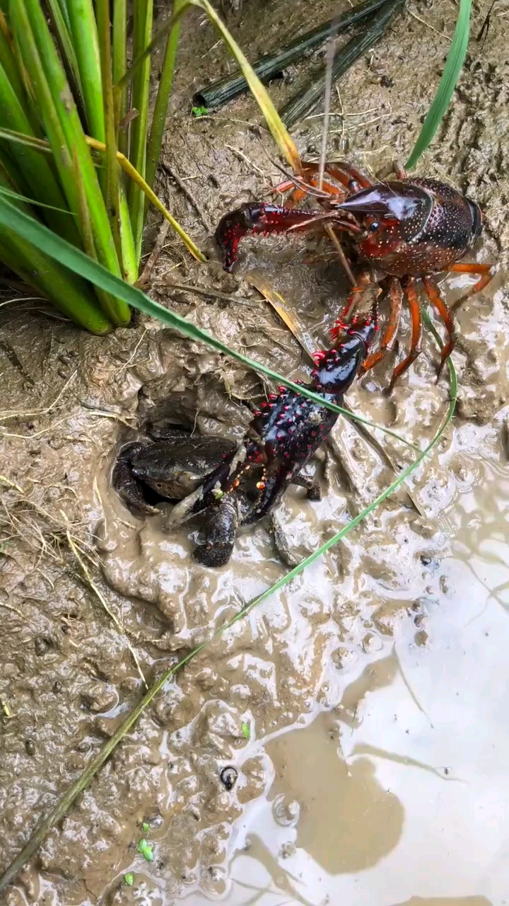 螃蟹大战蜈蚣图片