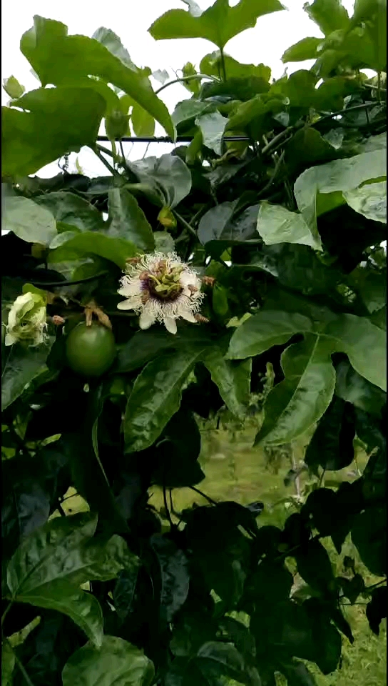 百香果花蜜蜂图片