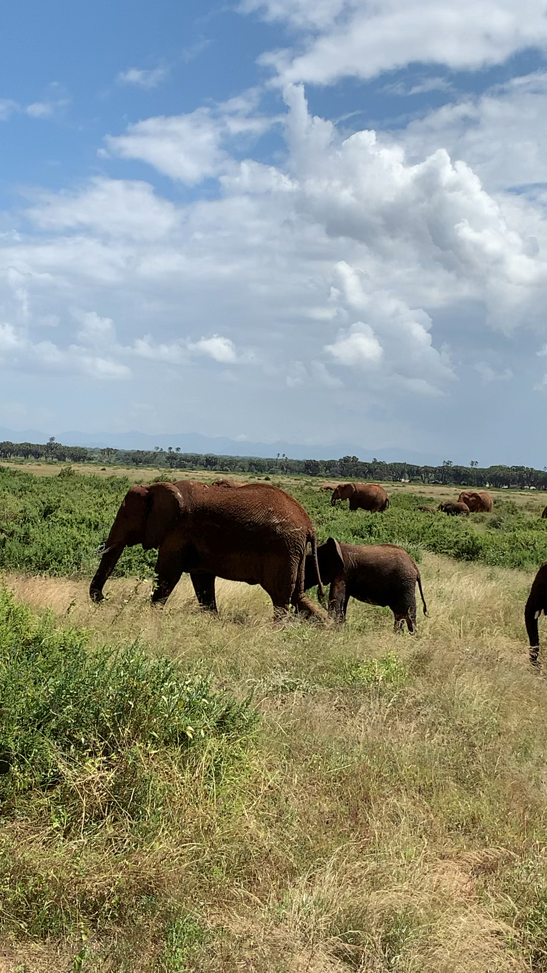 肯尼亚桑布鲁自然保护区的野生像群