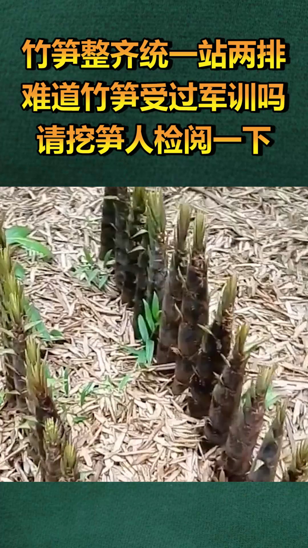 竹笋整齐统一站两排,难道竹笋受过军训吗?请挖笋人检阅一下!