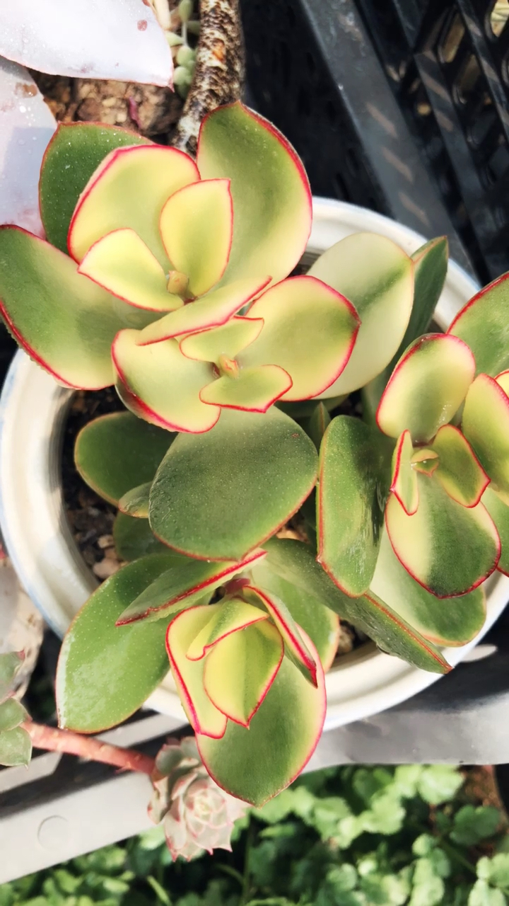 黄金花月红边晒出来了,红黄绿煞是好看!