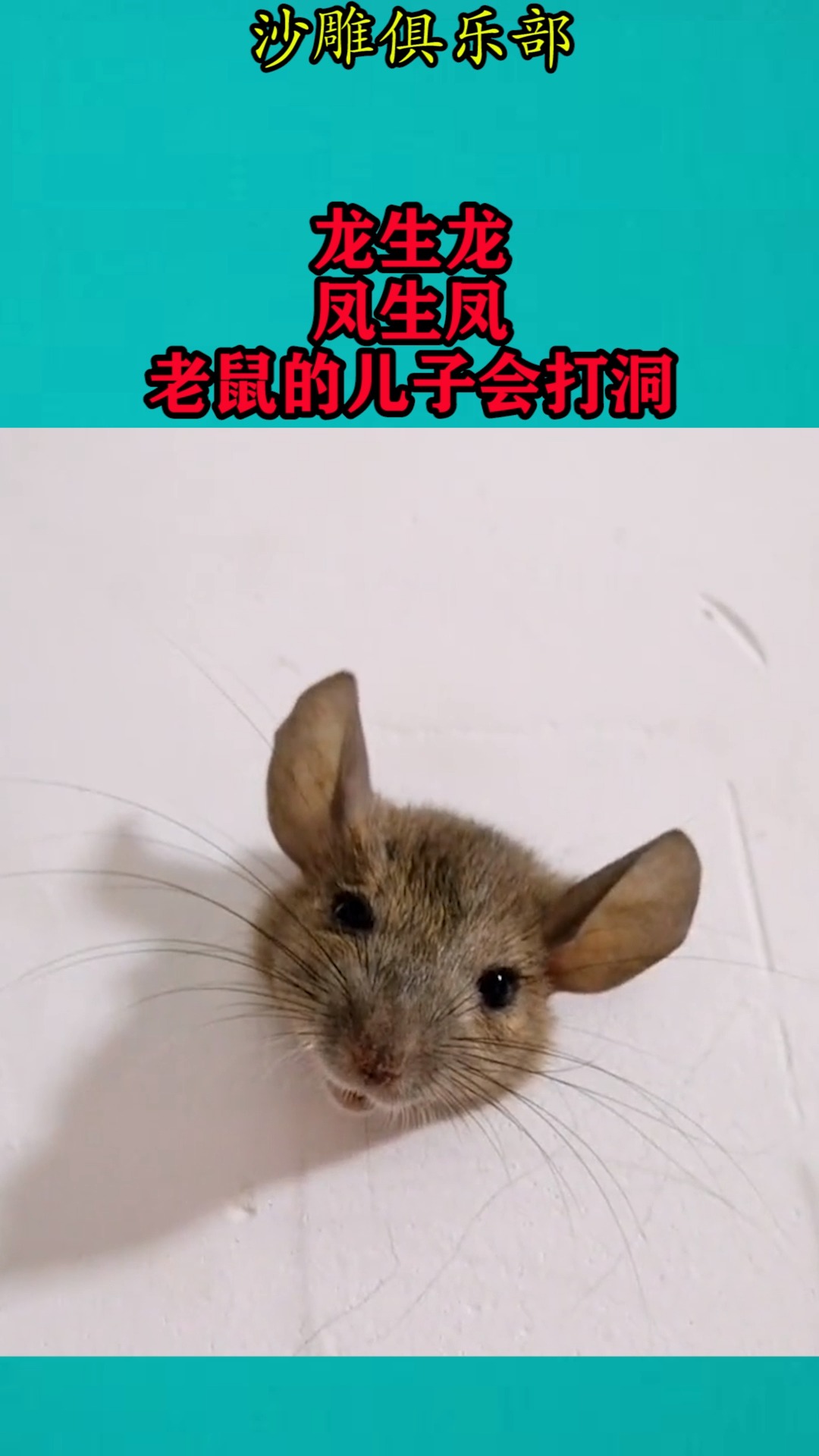 搞笑视频#龙生龙,凤生凤,老鼠的儿子天生会打洞