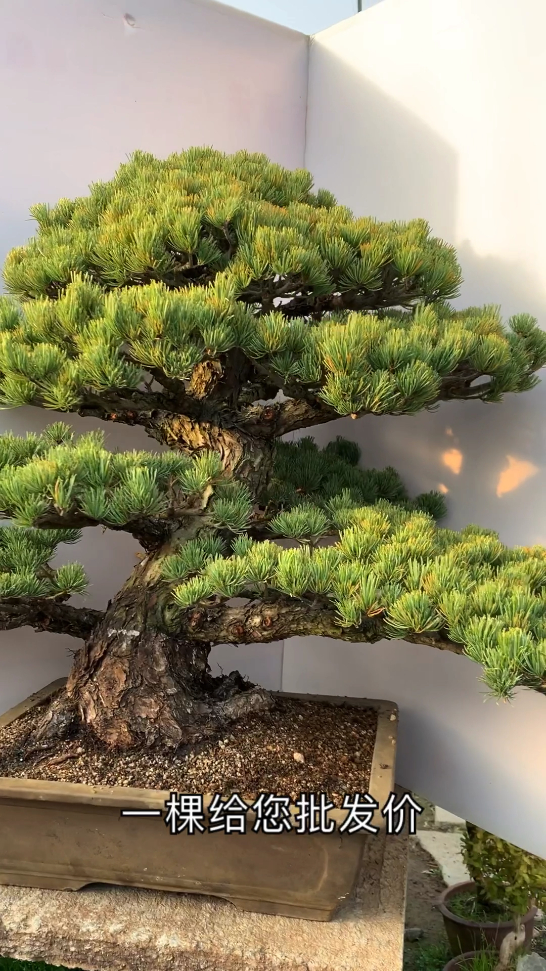 日本大板松盆景