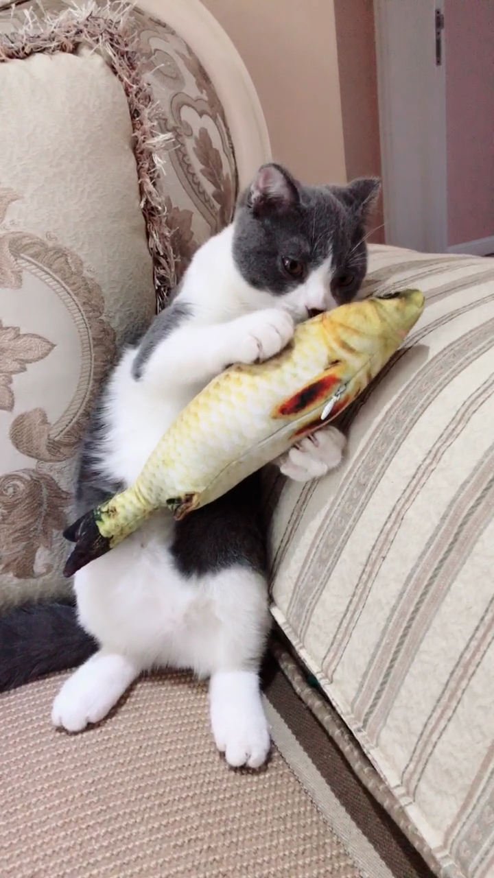 猫看到这么大的鱼,直接傻掉了