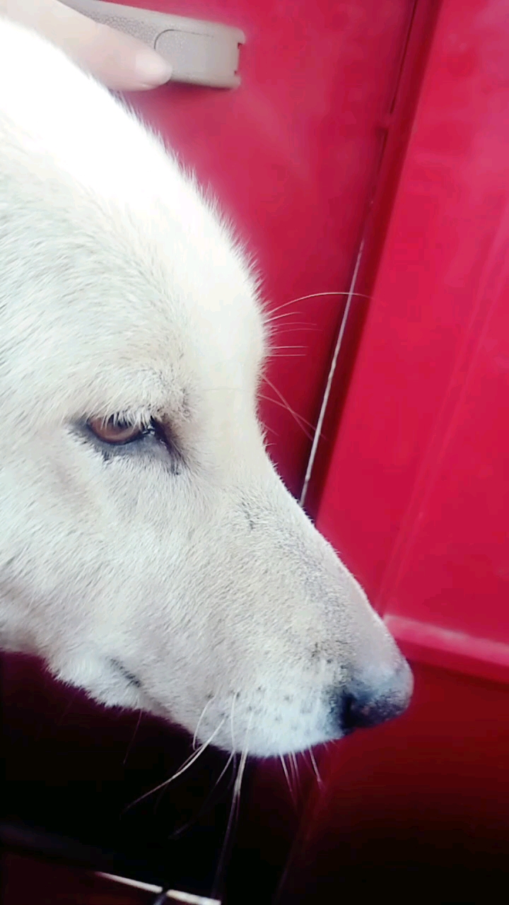 小眼睛,还白愣我