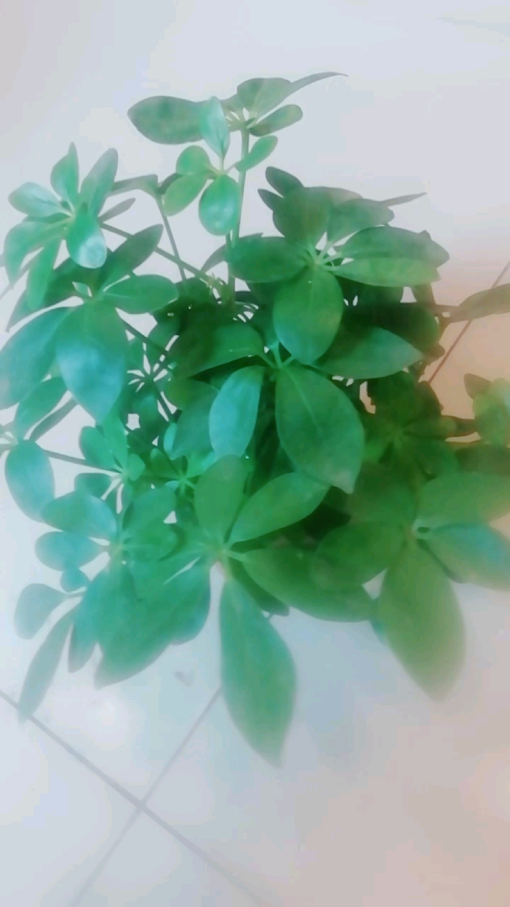 小抓钱手