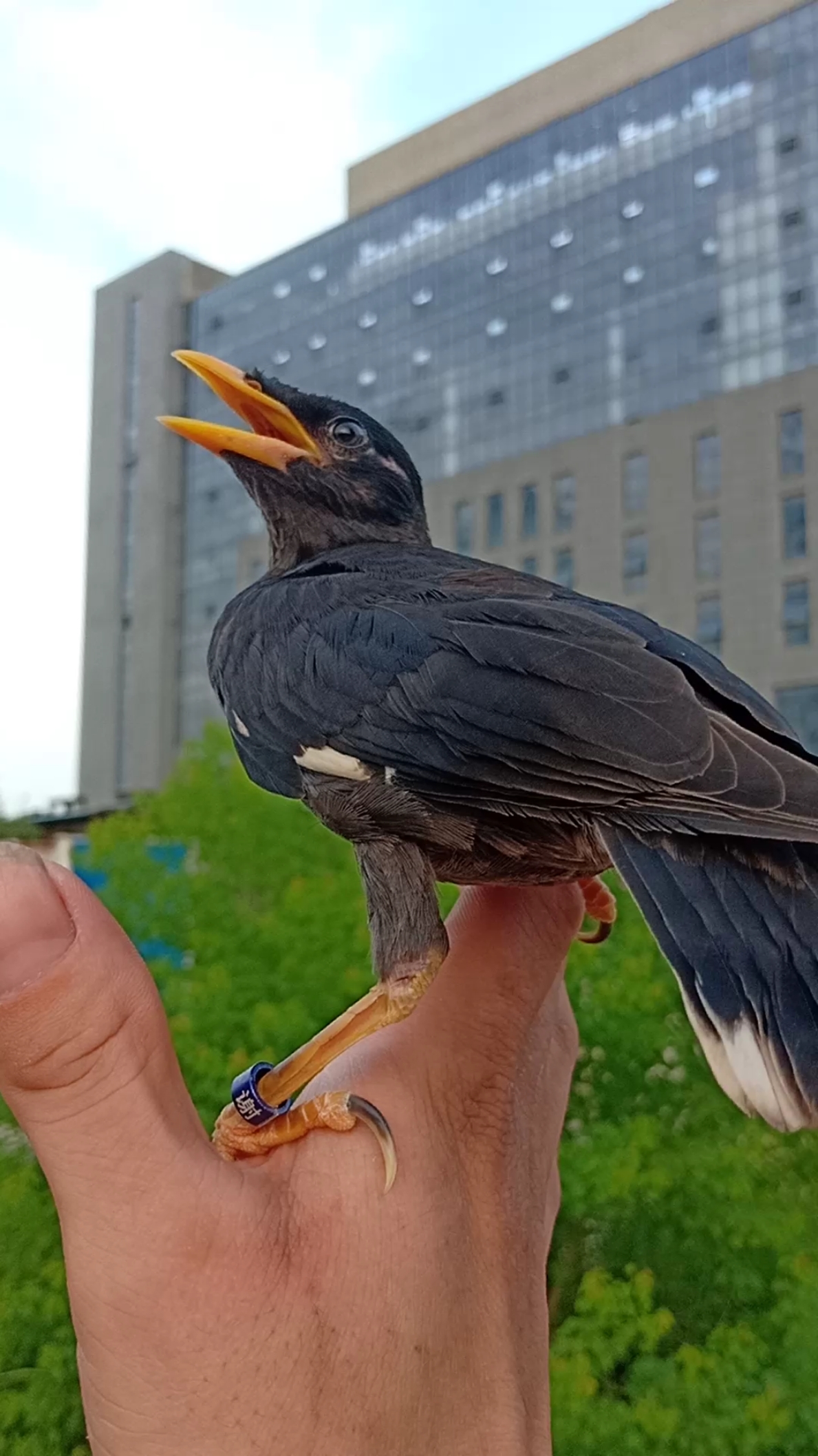 我家萌宠成精了#林八哥挑战两只黑八哥极限放飞