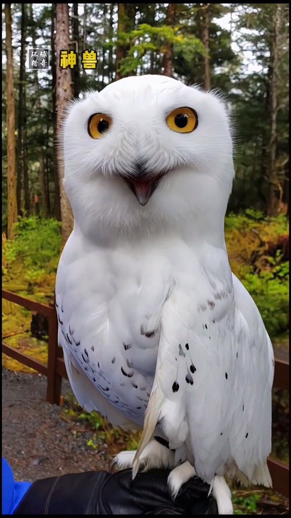 雪鸮,又叫雪猫头鹰,猫头鹰届的颜值担当