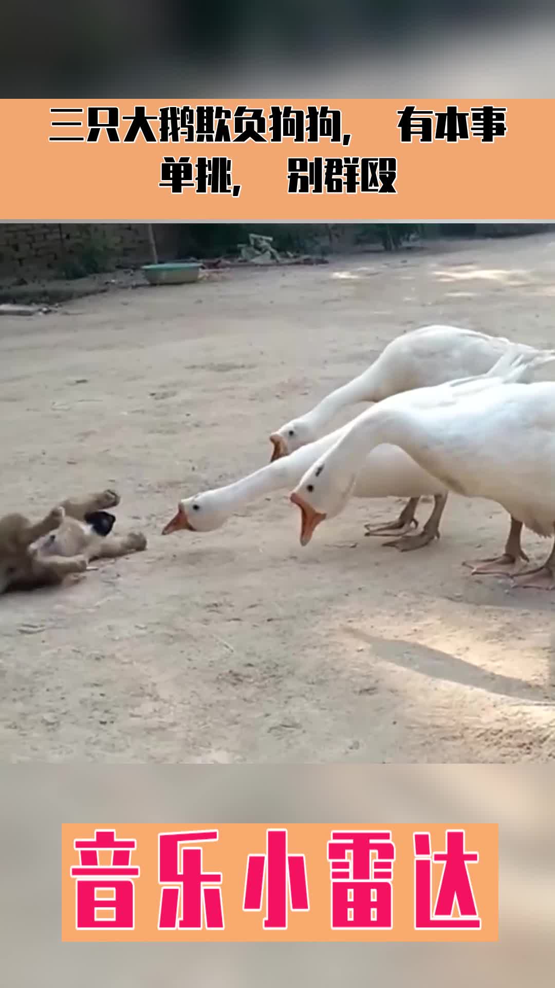三只大鹅欺负狗狗,有本事单挑,别群殴