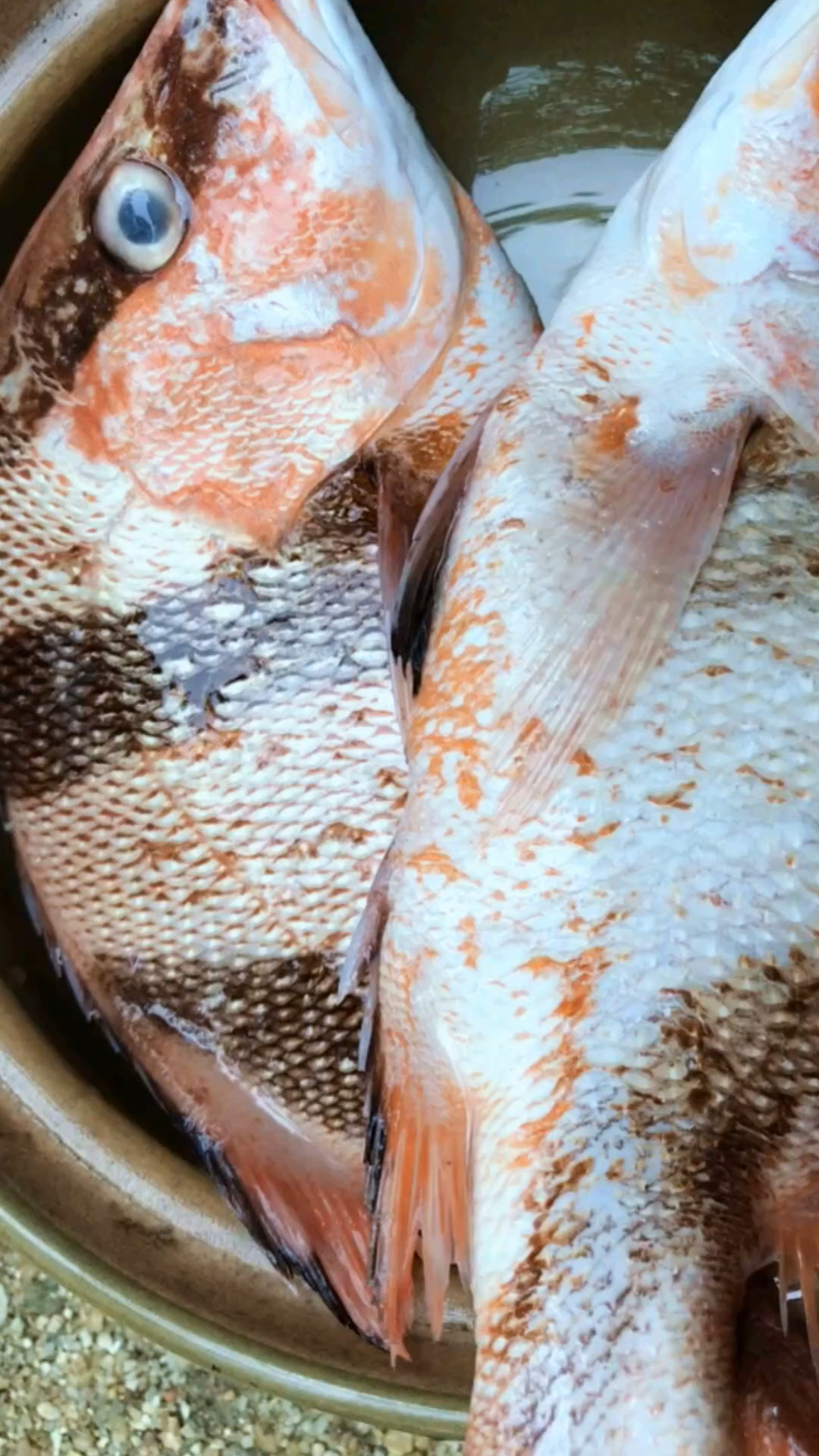 红烧三刀鱼,肉质细嫩两条都不够吃