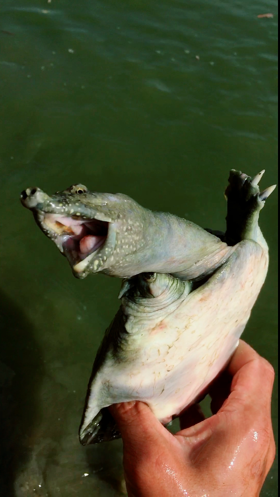 甲鱼表情#藏在石底下的土里,别浪,我不怕你-度小视