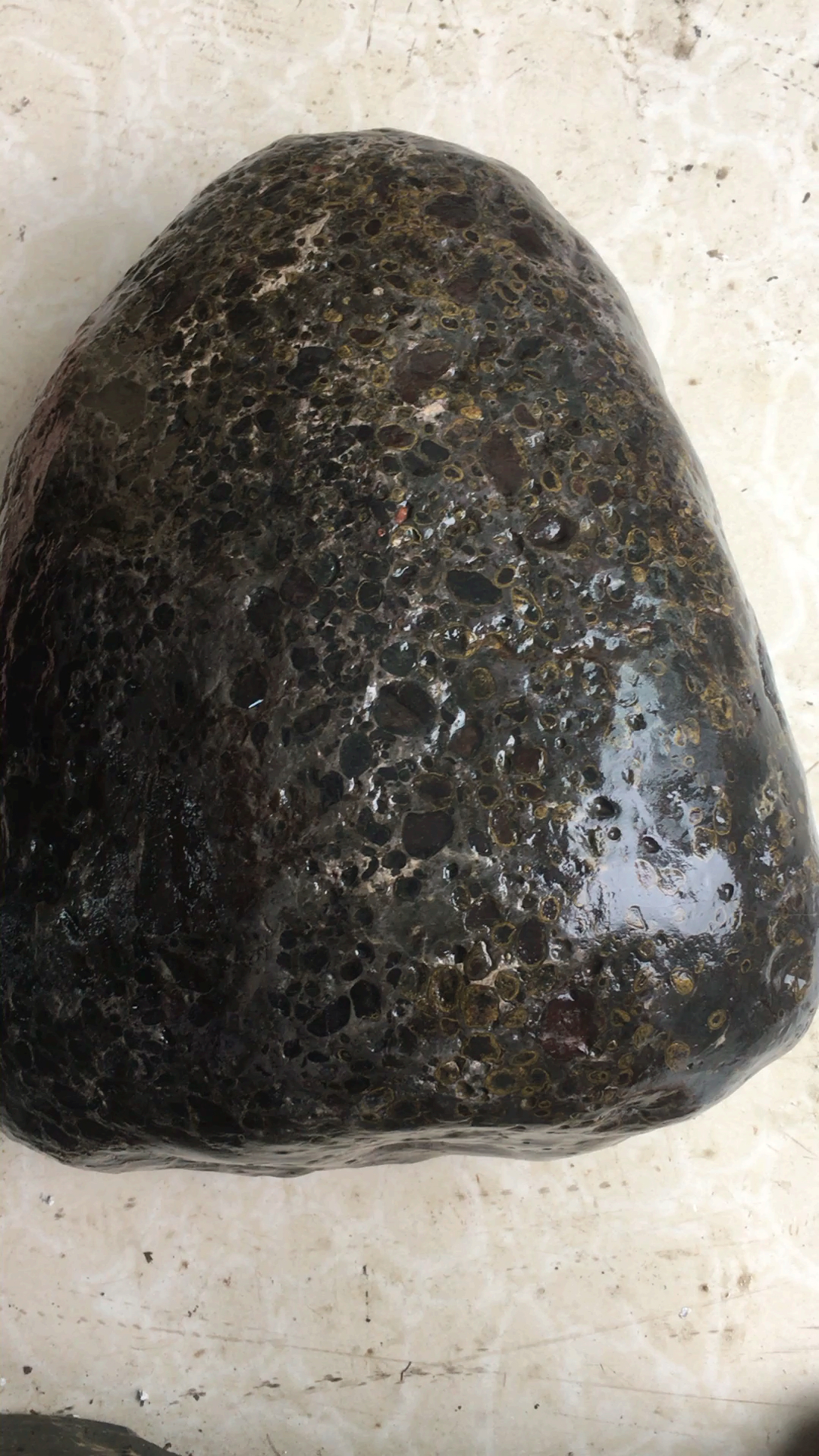 38.6斤的五彩球粒陨石火眼金睛