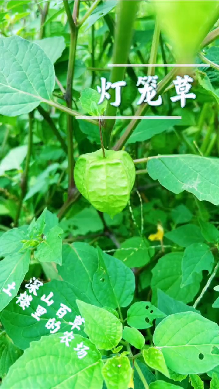 认识是宝,不认识是草灯笼草,很苦很有用